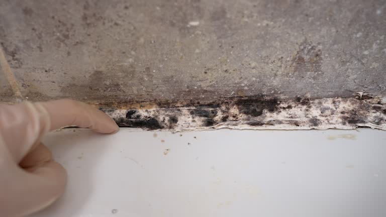 Best Mold Damage Restoration  in Heath, OH